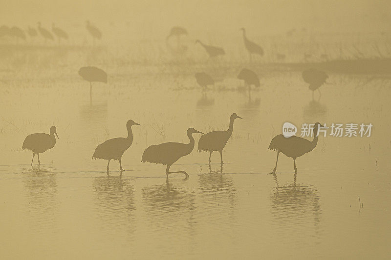 沙丘鹤(Antigone canadensis)是北美大型鹤的一种。Woodbridge生态保护区(又名Isenberg鹤保护区)。准备晚上降落。